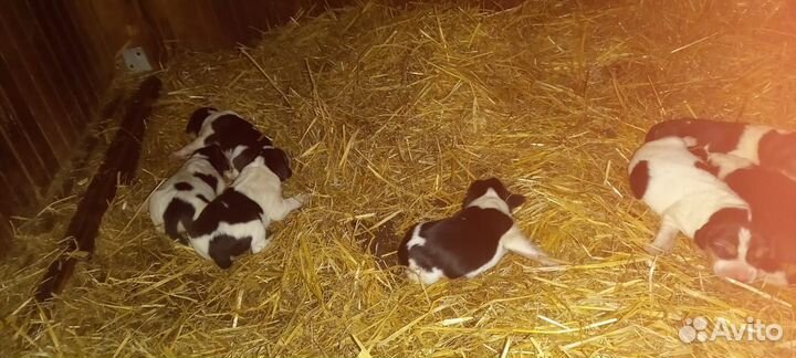 Щенки Русской пегой гончей