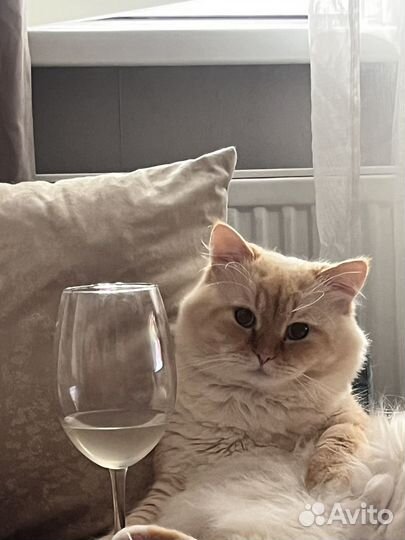 Котик рэгдолл