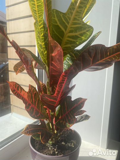 Драцена фикус цимбидиум