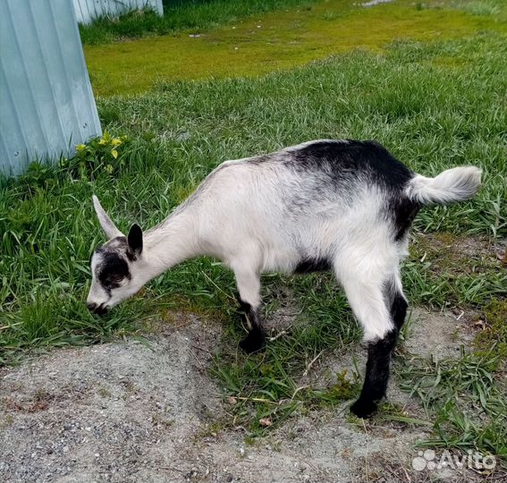 Альпийская козочка