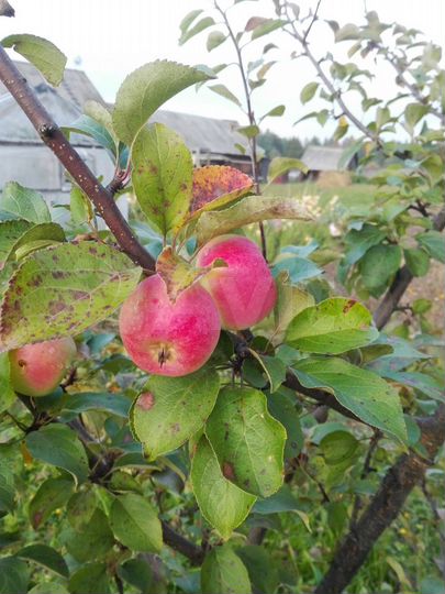 Дом 40 м² на участке 24 сот.