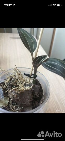 Орхидея лудизия