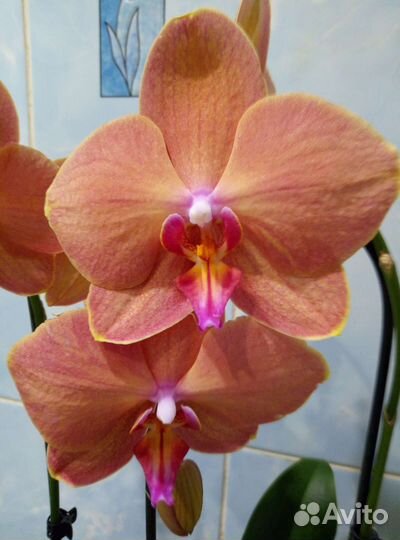 Коллекционные орхидеи