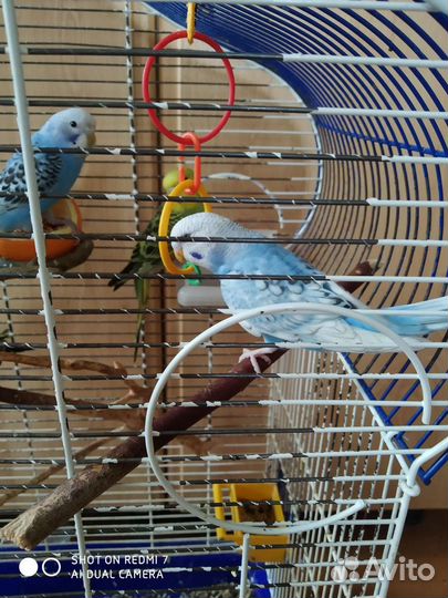 Волнистый попугай