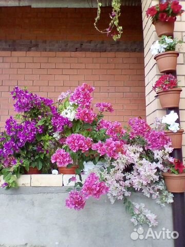 Бугенвиллии 35 сортов