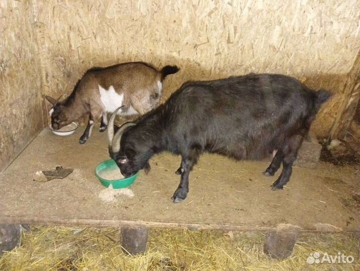 Коза нубийская