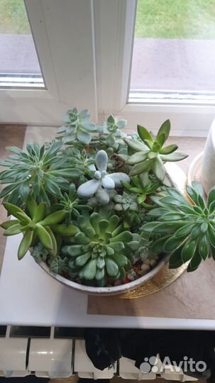 Фикус, Суккуленты, спатифиллум