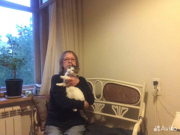 Возьму котика в передержку