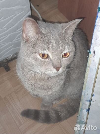 Кот в добрые руки