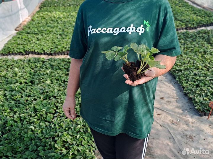 Рассада клубники. Крупная ягода