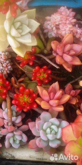 Суккуленты в ассортименте