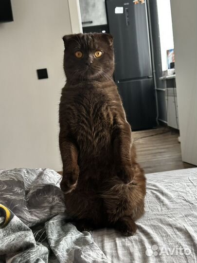 Кот, на вязку