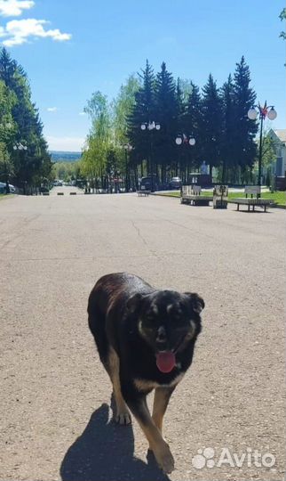 Собака в добрые руки отдам бесплатно