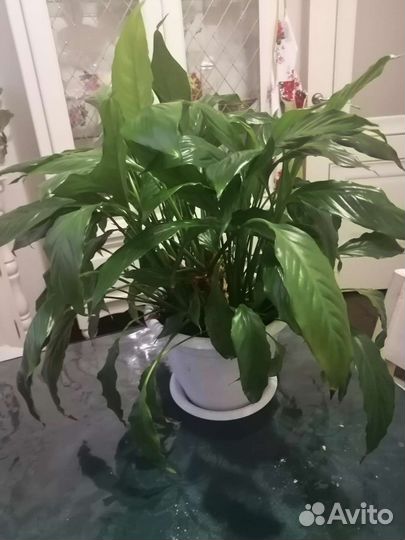 Спатифиллум