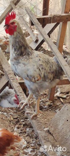 Молодые петухи