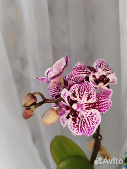 Орхидея фаленопсис