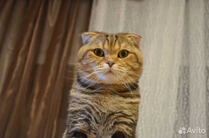 Кот на вязку