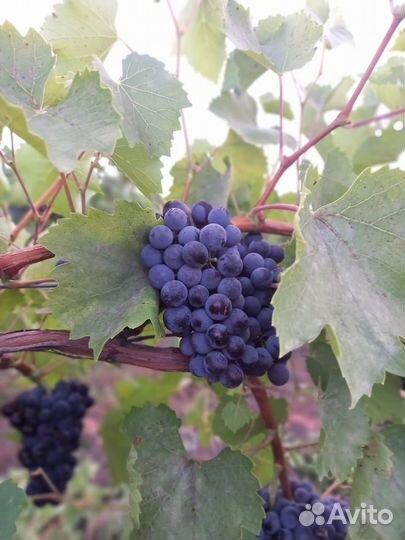 Виноград технический