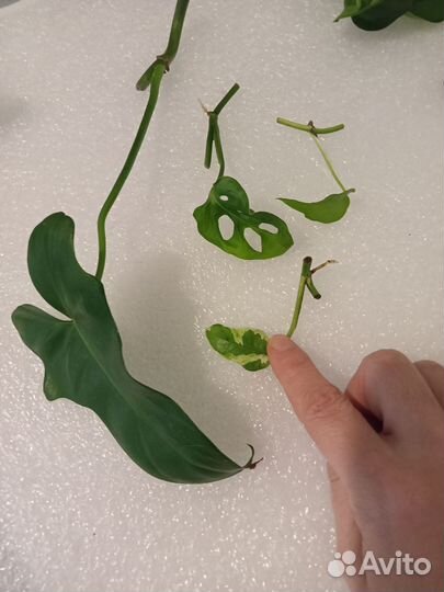 Срезы ароидных растений наборами