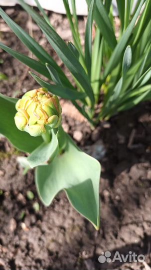 Луковицы тюльпанов