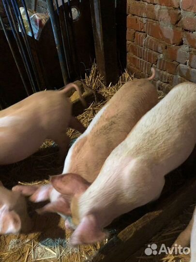 С/х животные