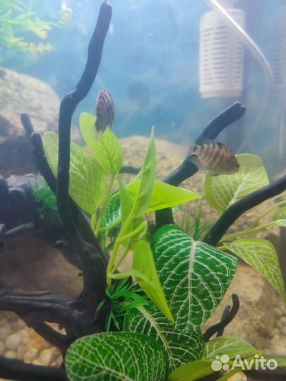 Цихлозома чернополосая