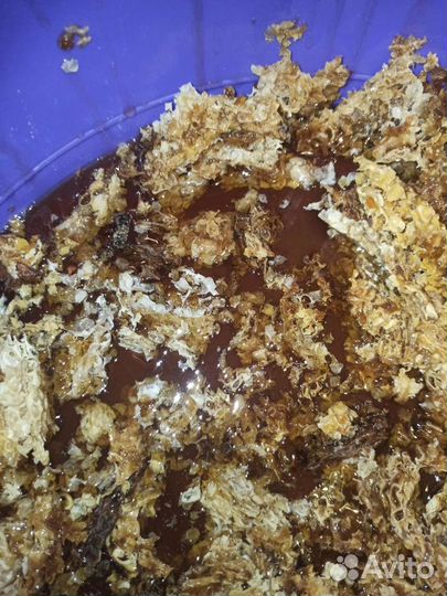 Бортевой мед (дикий)