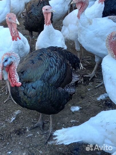 Семья бронзовых индюков