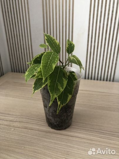 Фикус Бенджамина Кинки