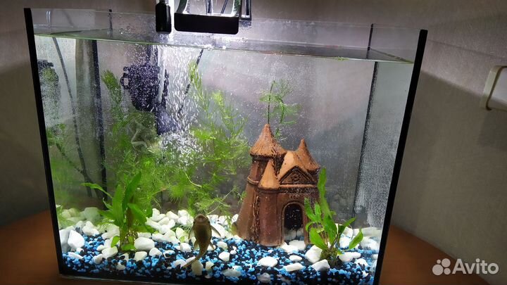 Аквариум. Продаю в связи с переездом