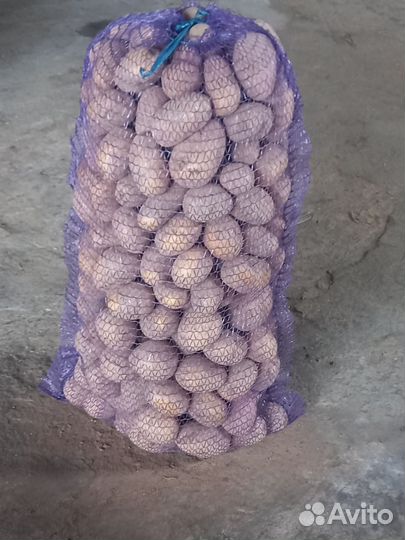 Продам картофель оптом