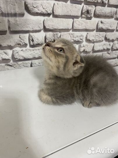 Кошка в дар