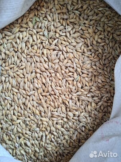 Пшеница, Зерно, размол. Кукуруза, овёс, ячмень: