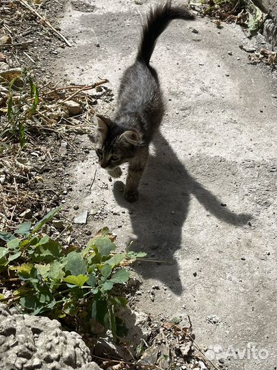 Котята