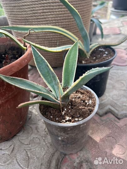 Агава голубая