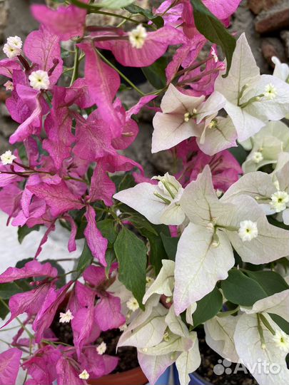 Бугенвиллея