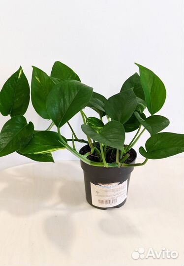 Эпипремнум