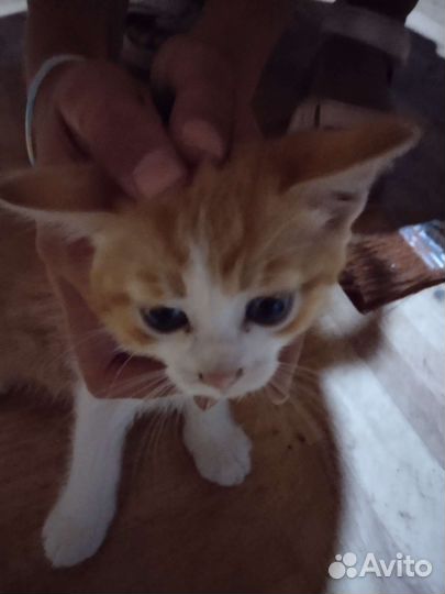 Кошки в добрые руки