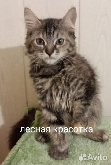 Лесная красотка 3,5 мес, девочка