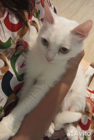 Турецкая ангора