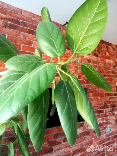 Дерево фикус Одри. Живое