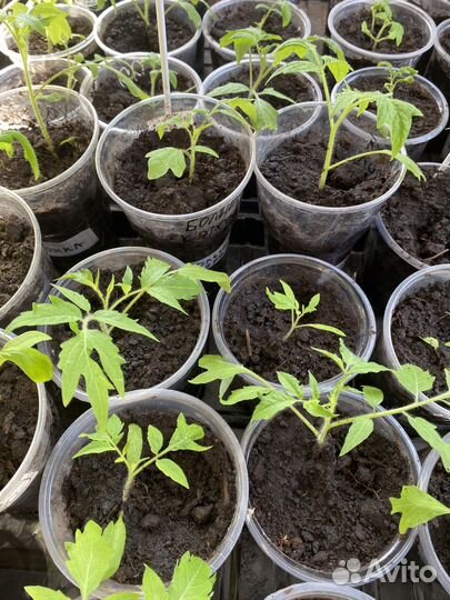 Рассада помидор и перцев