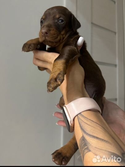 Добермана щенки