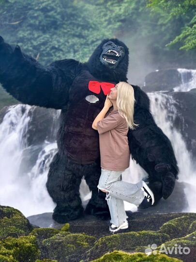 Горилла поздравит