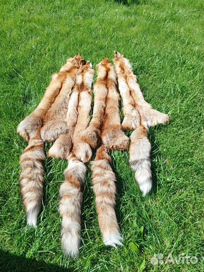 Лисья шкура