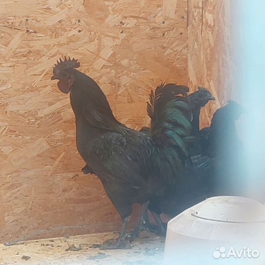 Инкубационное яйцо ухейилюй