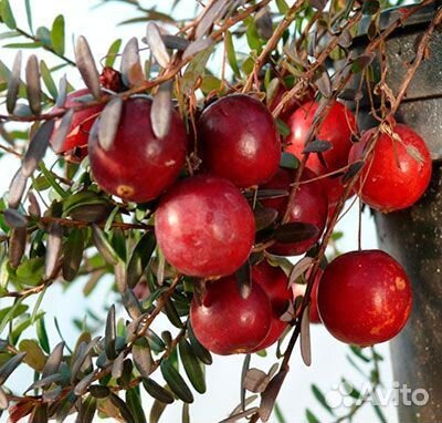 Саженцы клюквы крупноплодной