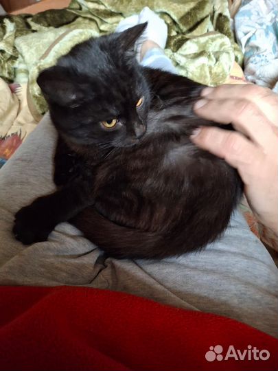 Черная маленькая кошечка-котенок