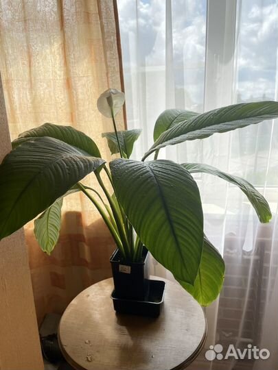 Спатифиллум сенсация