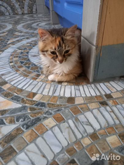 Отдам красивую кошечку
